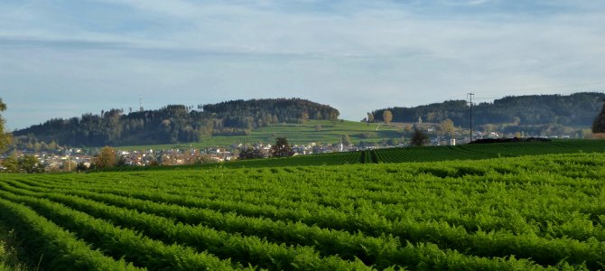 Freudenberg Blick auf Sirnach