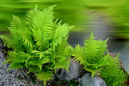 Plant fern nature