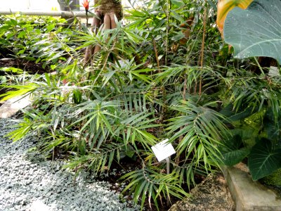 Freycinetia insignis - Botanischer Garten Freiburg - DSC06287