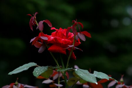 Flowers tabitha pool