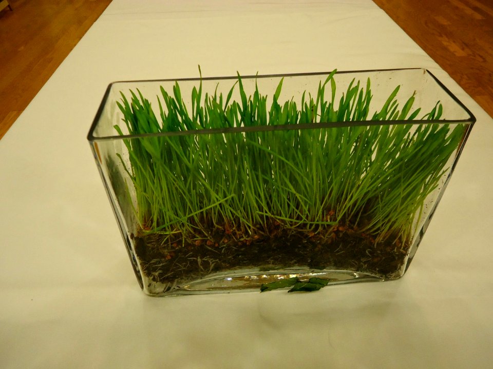 Fresh cut grass in a glass container as a decoration at a party photo
