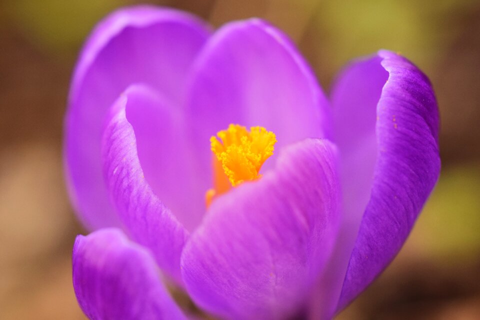 Close up spring flower