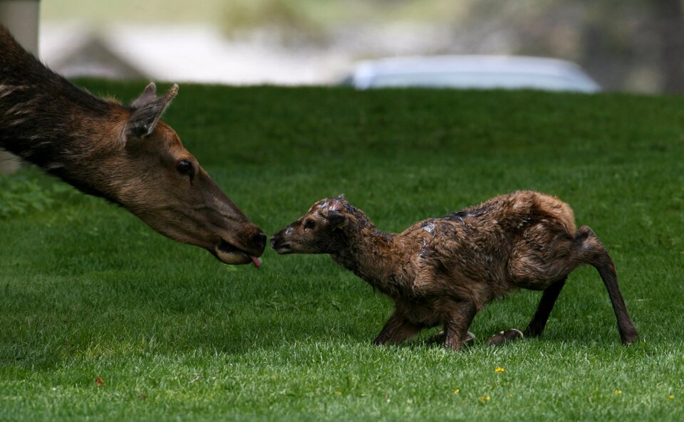 Baby wildlife nature