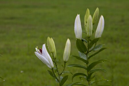 Flowers tabitha pool