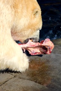 Fressender Eisbär (Ursus maritimus), Zoo Hannover