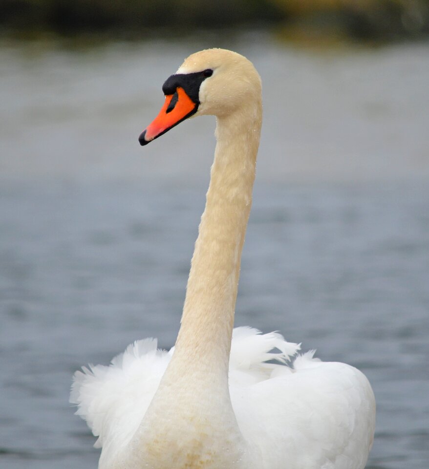 Animal portrait animal waters