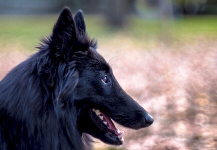 Canine pet close up photo