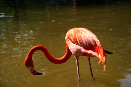 Bird animals zoo photo