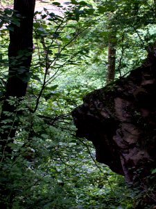 Frick Park Lion, 2014-06-21