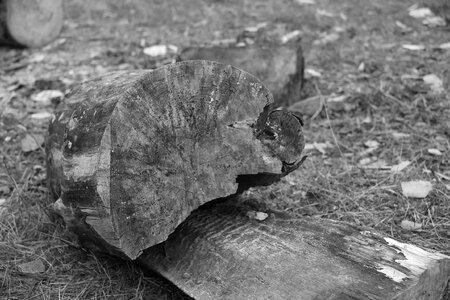 Strains of black-and-white wood mass of