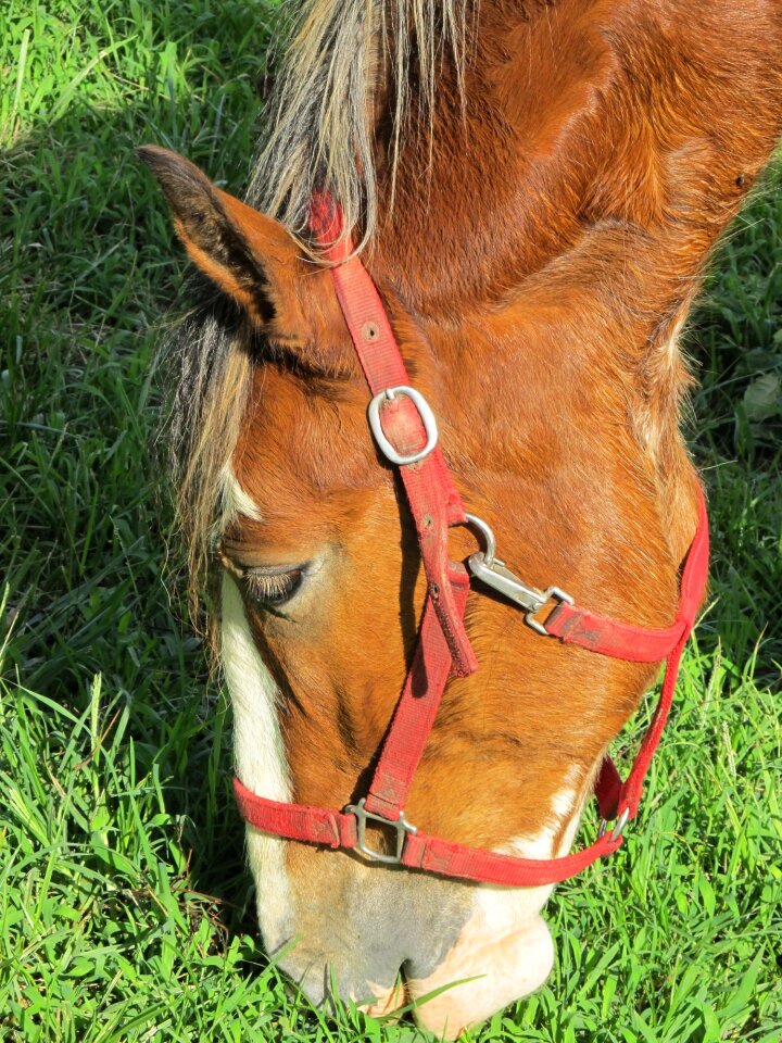 Grazing close up yearling
