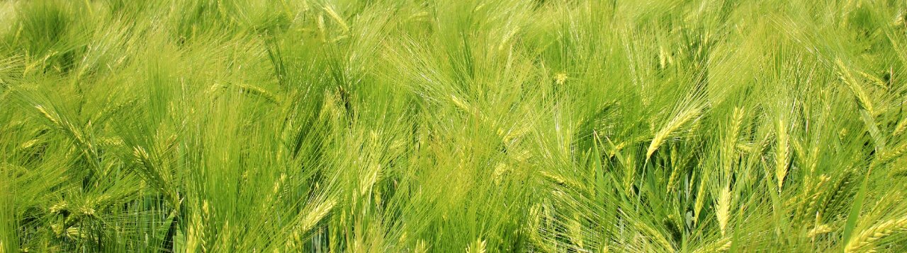 Field agriculture grain
