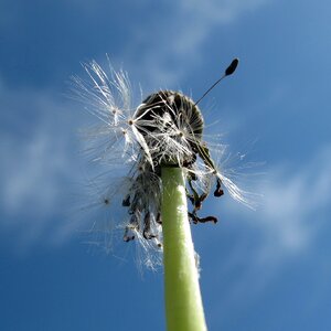 Backlighting sky seeds