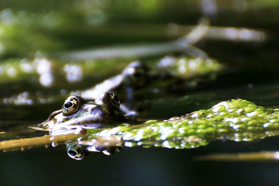 Frog animal water frog