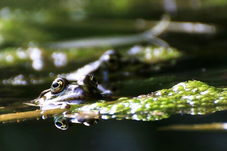 Frog animal water frog