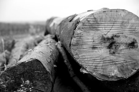 Strains of black-and-white wood mass of