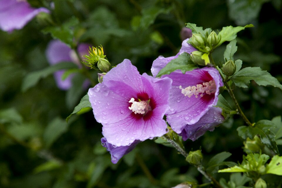 Flowers tabitha pool