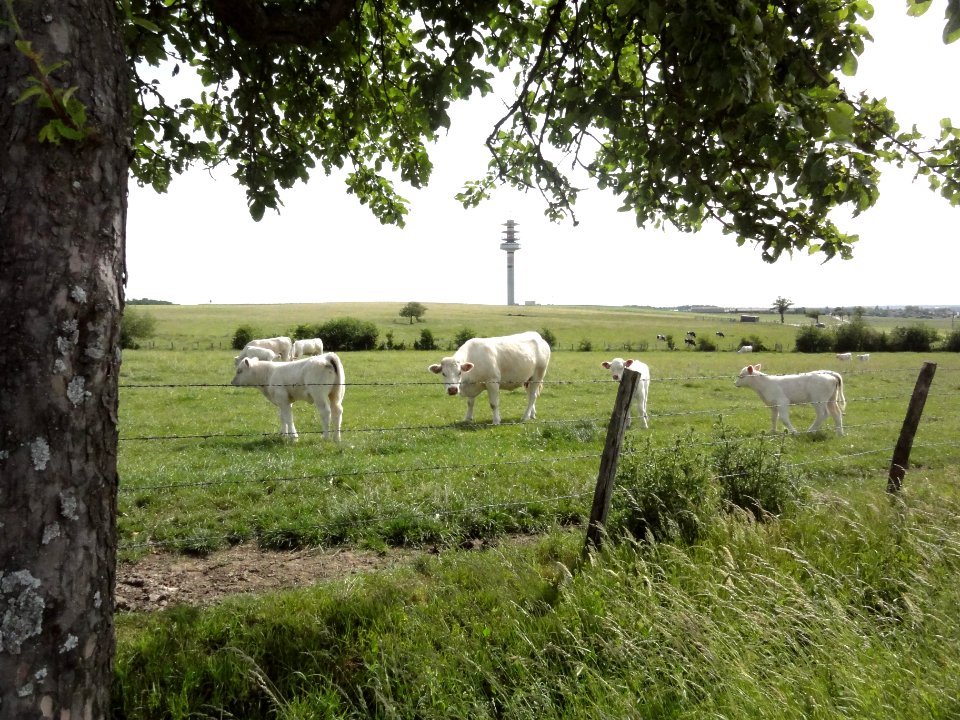 Fribourg (Moselle) paysage