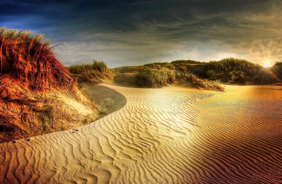 Sea sand grass photo