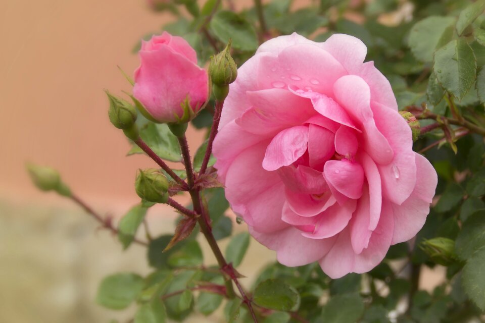 Flowers pink rose tender rose