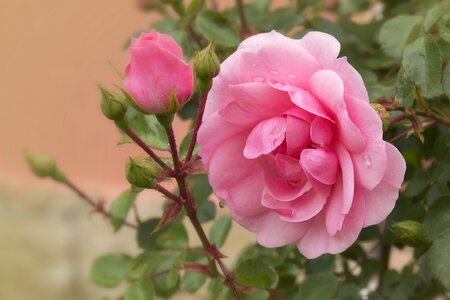Flowers pink rose tender rose