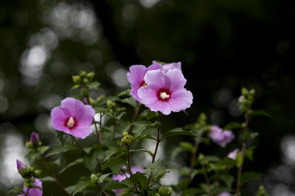 Flowers tabitha pool