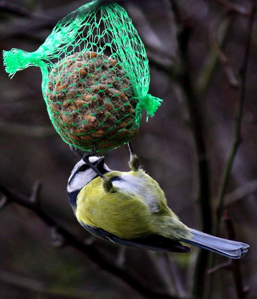 Branch wildlife feeder