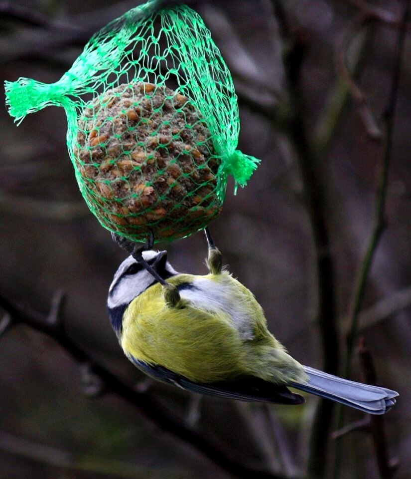 Branch wildlife feeder photo