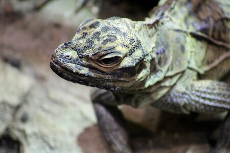 Wildlife tropical zoo photo