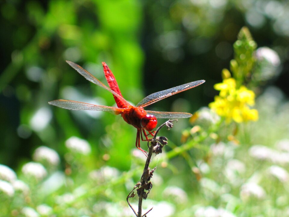 Close-up creepy-crawly dragon photo