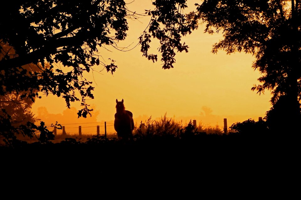 Trees silhouette morgenstimmung photo