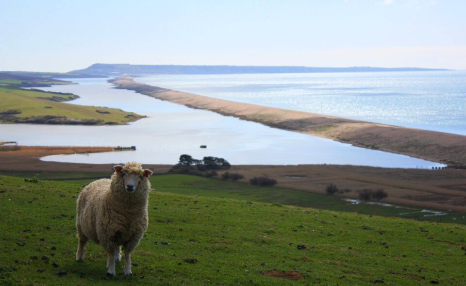 Animal sheep in field water