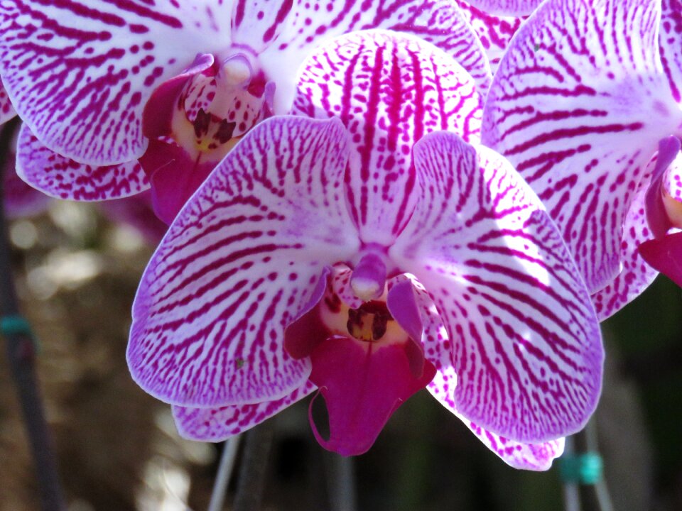 Flowers petals nature