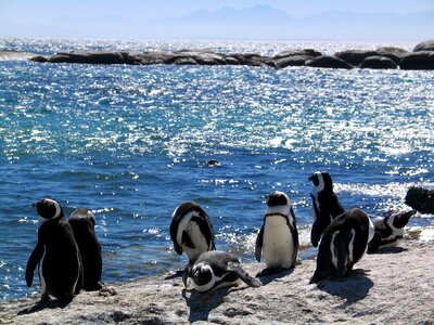 Ocean penguins rocks photo