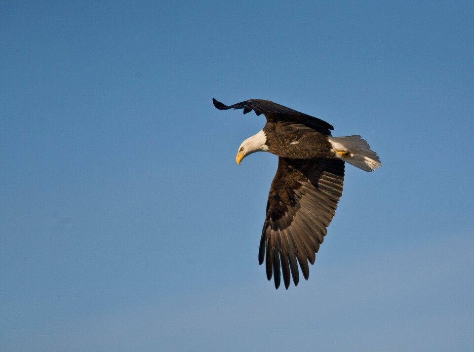 Bird raptor flight