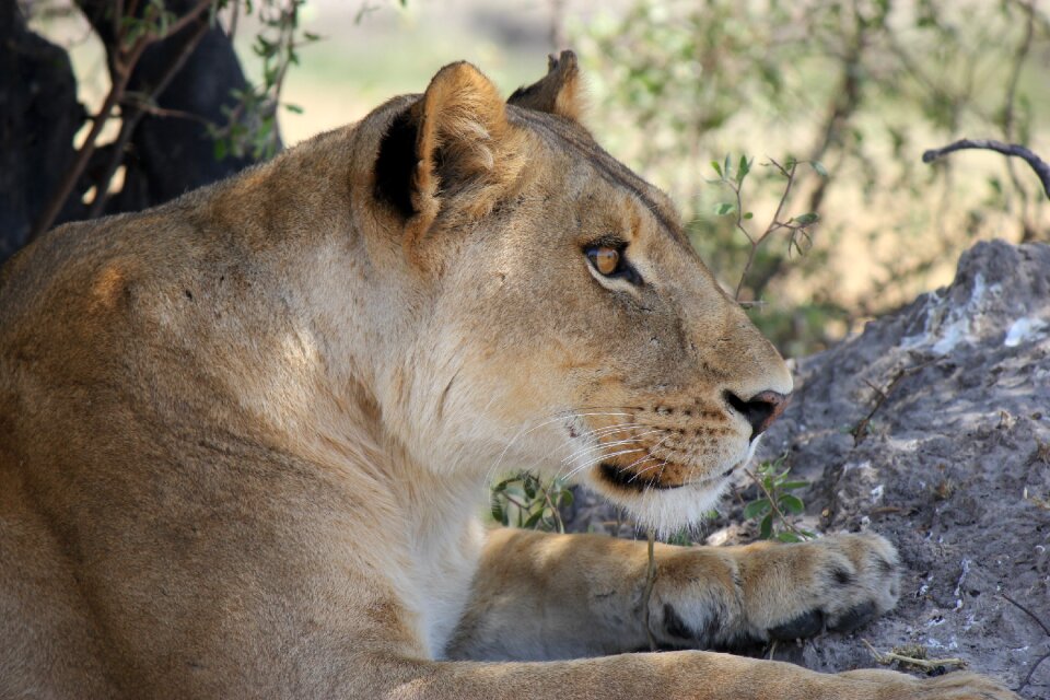 Lion wildcat national park photo