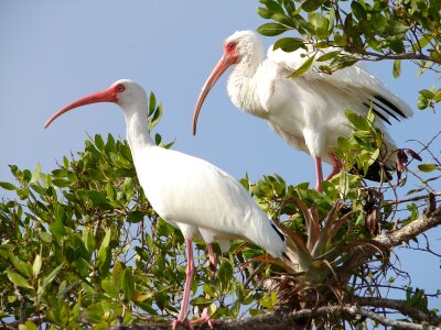 Wildlife nature wetlands photo