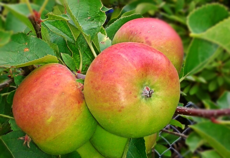 Fruits healthy delicious