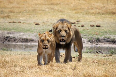 Big cat wildcat africa photo