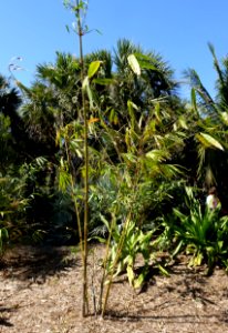 Gigantochloa verticillata (Gigantochloa pseudoarundinacea) - Naples Botanical Garden - Naples, Florida - DSC09896