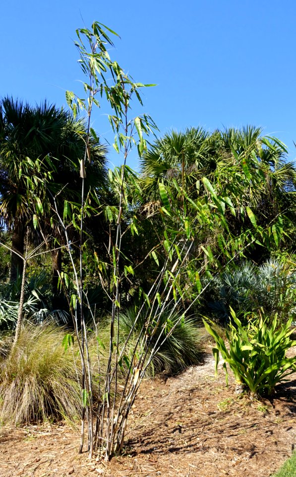 Gigantochloa sp. 'Malaysian Black' - Naples Botanical Garden - Naples, Florida - DSC09900