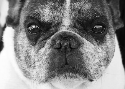 Look animal portrait