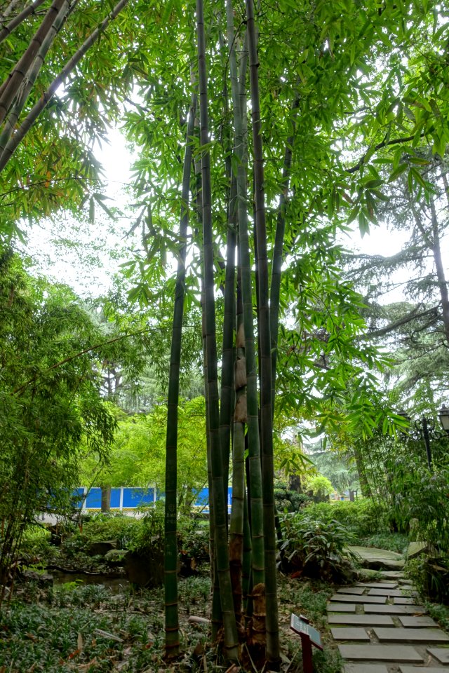 Gigantochloa levis - Wangjianglou Park - Chengdu, China - DSC06127