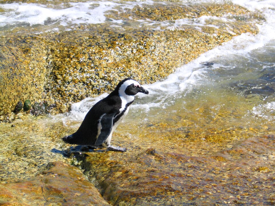 Marine bird ocean penguins