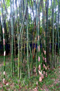 Gigantochloa rostrata - Wangjianglou Park - Chengdu, China - DSC05826