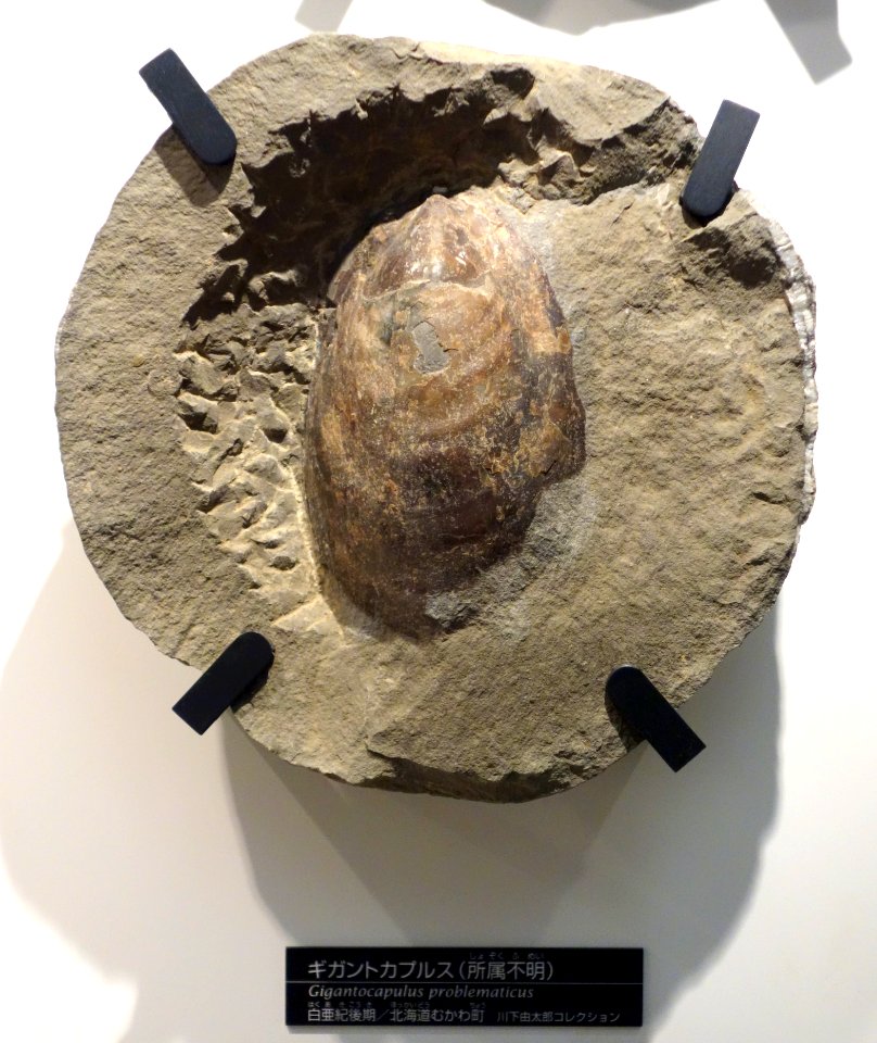 Gigantocapulus problematicus - National Museum of Nature and Science, Tokyo - DSC06955