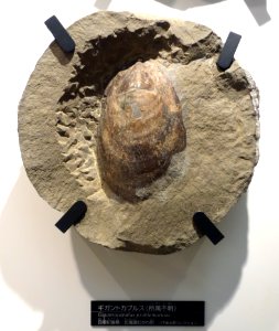 Gigantocapulus problematicus - National Museum of Nature and Science, Tokyo - DSC06955
