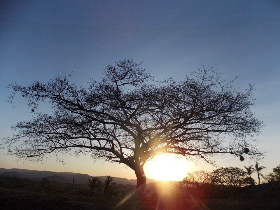 Life trees landscape