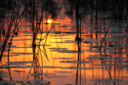 Nature okavango delta light