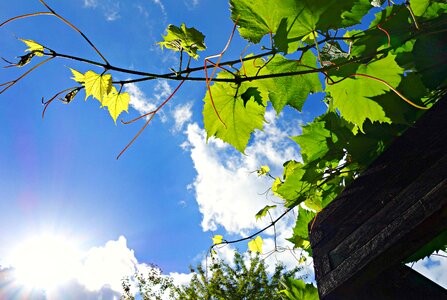 Climbing climber pergola
